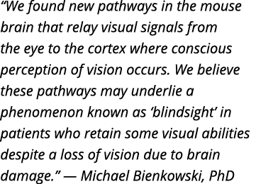  We found new pathways in the mouse brain that relay visual signals from the eye to the cortex where conscious percep   