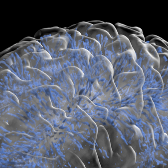 Fusion Studio TIFF File