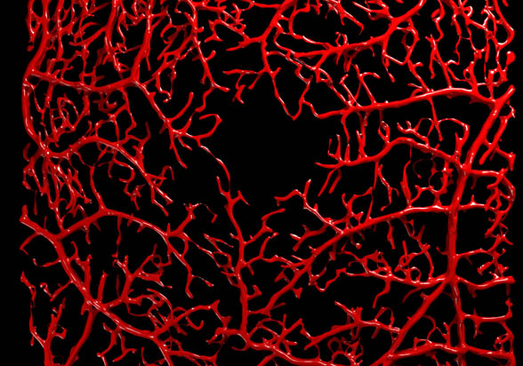 new Retinal_OCT_angiography_frame_central_vision0260 jpg 
