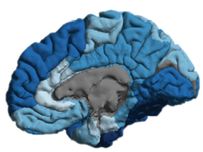 2 CChing_ENIGMA_Figure brains only.psd