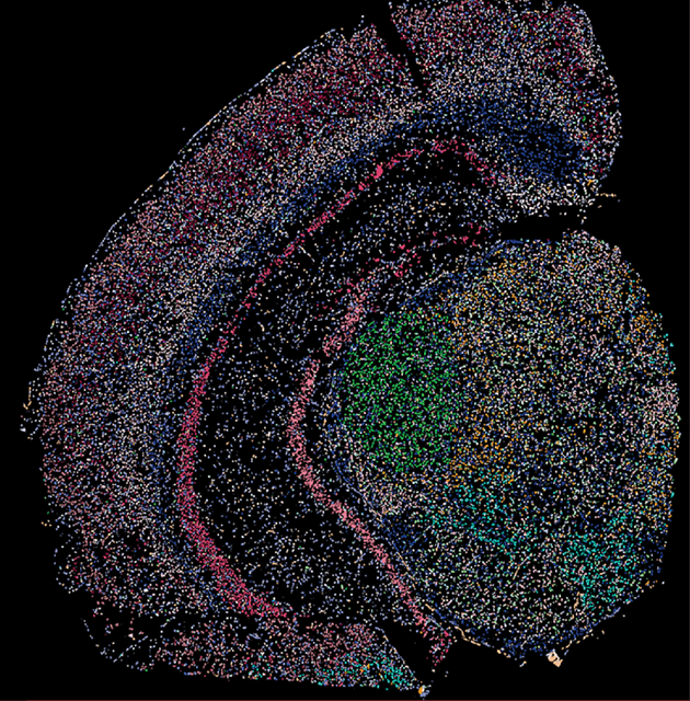 black Mike image.png